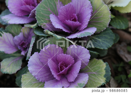 冬の紫色の花 冬の紫色の花 98686085