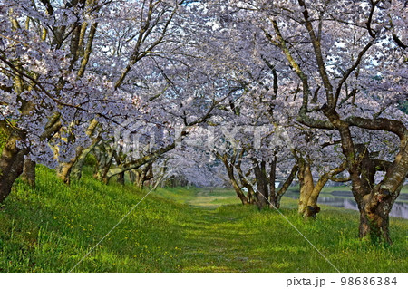 三刀屋川河川敷 桜 三刀屋川河川敷 桜 98686384