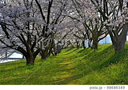 三刀屋川河川敷 桜 三刀屋川河川敷 桜 98686389