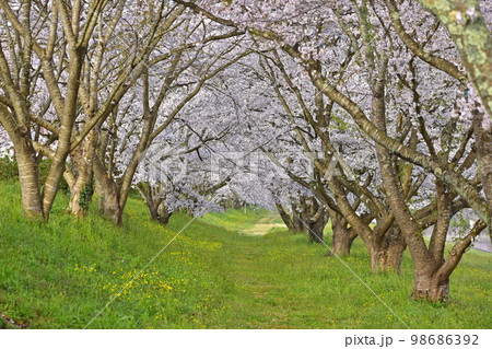 三刀屋川河川敷　桜　島根 98686392