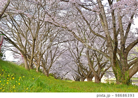 三刀屋川河川敷　桜 98686393