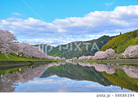 三刀屋川河川敷　桜 98686394