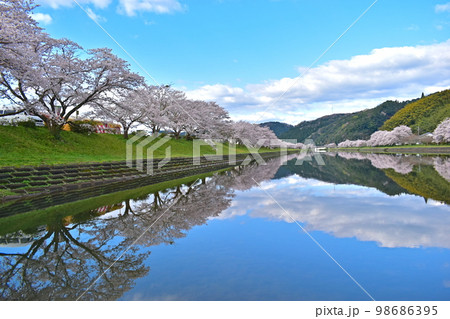 三刀屋川河川敷 桜 三刀屋川河川敷 桜 98686395
