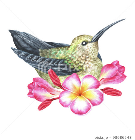 Watercolor illustration. A hummingbird sits in plumeria flowers. Frangipani. Tropical exotic bird. Isolated on a white background. For design prints, interior stickers and home goods Watercolor illustration. A hummingbird sits in plumeria flowers. Frangipani. Tropical exotic bird. Isolated on a white background. For design prints, interior stickers and home goods 98686548