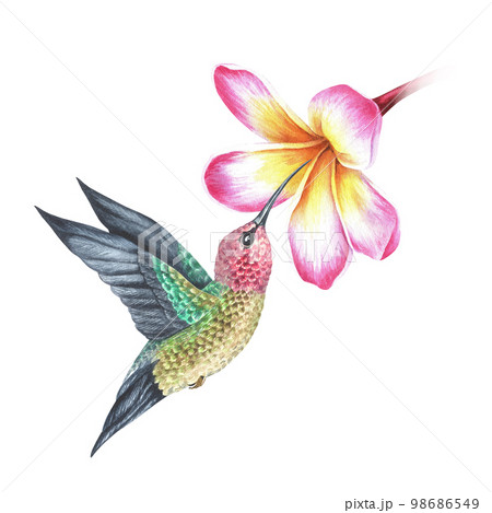 Watercolor illustration. A hummingbird drinks nectar from a plumeria flower. Tropical exotic bird. Isolated on a white background.For design prints, interior stickers, printing on home goods Watercolor illustration. A hummingbird drinks nectar from a plumeria flower. Tropical exotic bird. Isolated on a white background.For design prints, interior stickers, printing on home goods 98686549