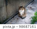 動物 動物学 猫 98687161