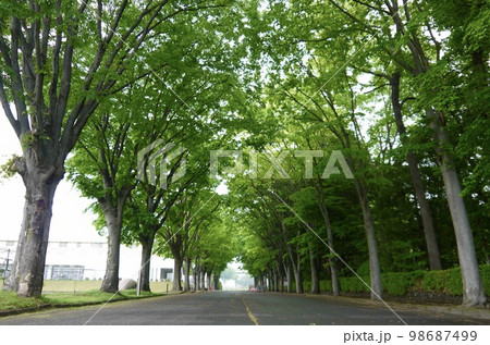 新緑トンネルの並木道 98687499