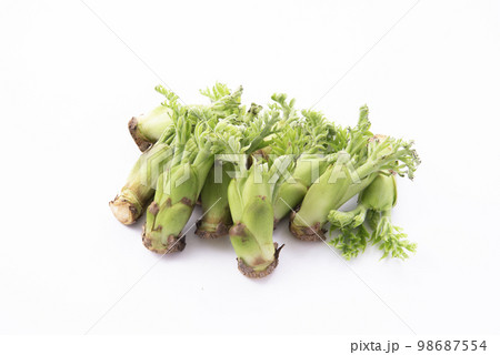 たらの芽　白バック 98687554