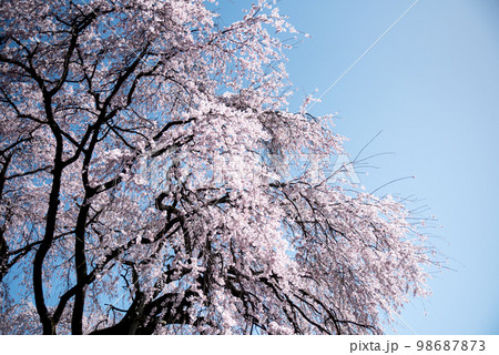 林陽寺の枝垂れ桜 98687873