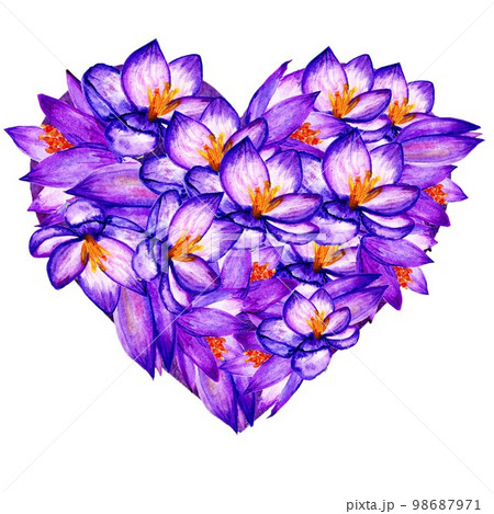 Violet Crocuses Watercolor Heart. Wedding Concept Illustration Violet Crocuses Watercolor Heart. Wedding Concept Illustration 98687971
