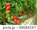 ミニトマトの実りの様子 98688267