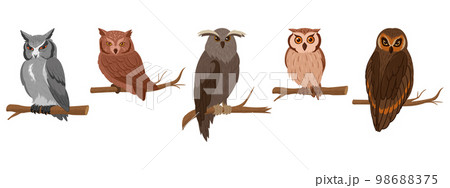 Cartoon owls sitting on branches. Wildlife birds species, feathered animals, wise forest owls flat vector illustration on white background Cartoon owls sitting on branches. Wildlife birds species, feathered animals, wise forest owls flat vector illustration on white background 98688375