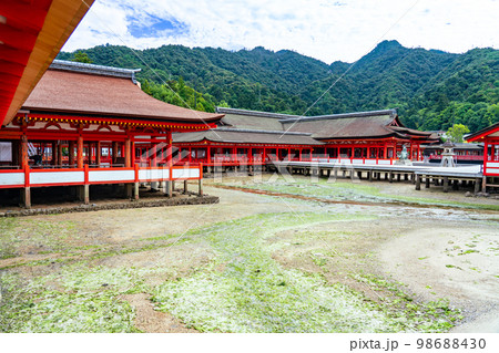【世界遺産 嚴島神社】【安芸国一宮】干潮時の社殿と弥山5 広島県廿日市市 【世界遺産 嚴島神社】【安芸国一宮】干潮時の社殿と弥山5 広島県廿日市市 98688430