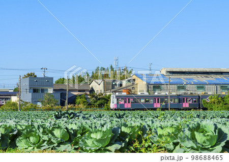 豊橋鉄道渥美線とキャベツ畑 98688465