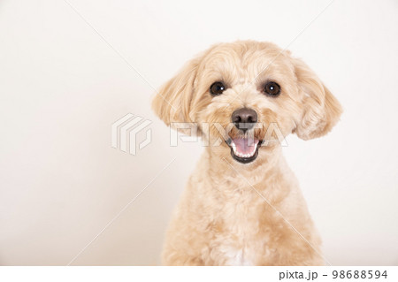 白バックと微笑むマルプーのバストアップ 98688594