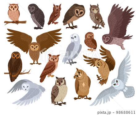 Cartoon owl birds. Woods wildlife birds, brown and snowy owls, forest wild predator birds species flat vector illustration set. Feathered owls collection 98688611