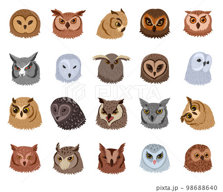 Cartoon owl faces. Wild forest birds heads, adorable feathered owls avatars flat vector illustration collection. Owls avatars set 98688640