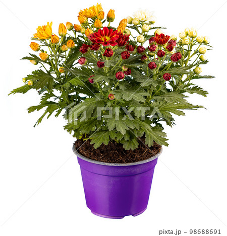 Beautiful three colored chrysanthemum flowers Beautiful three colored chrysanthemum flowers 98688691