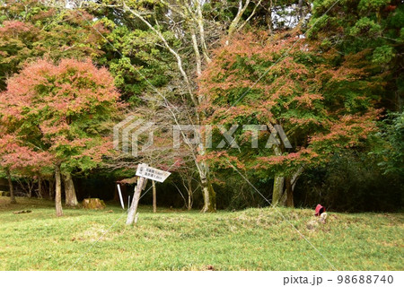 湯河原町 池峯ハイキングコースもみじの郷(紅葉山)の紅葉 湯河原町 池峯ハイキングコースもみじの郷(紅葉山)の紅葉 98688740