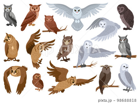 Cartoon owls, woods birds species. Wildlife feathered animals, wise forest owl birds flat vector illustration set. Owls collection 98688818