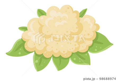 Cartoon white cauliflower. Fresh organic cabbage, farm garden vegetable for healthy food flat vector illustration on white background 98688974