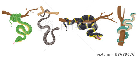 Cartoon tree snakes. Tropical wildlife reptiles, exotic poisoned serpents, python and anaconda flat vector illustration set on white background 98689076