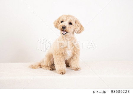 白バックと微笑むマルプー 98689228