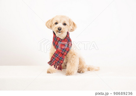 白バックとチェックのマフラーをしたマルプー 98689236