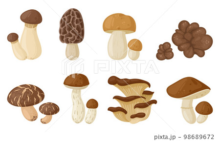 Cartoon edible and poisonous mushrooms, seasonal mushroom food. Autumn forest plants, morchella esculenta, white mushroom and boletus flat vector illustration on white background 98689672