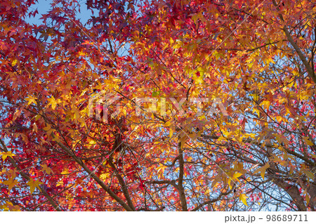 Maple Leaf tree with natural red leaves and a bright blue sky 98689711
