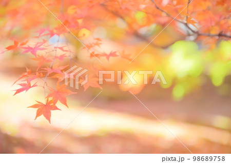 日本庭園の赤い紅葉 98689758