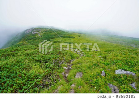暑寒別岳山頂付近のハイマツ帯 暑寒別岳山頂付近のハイマツ帯 98690185