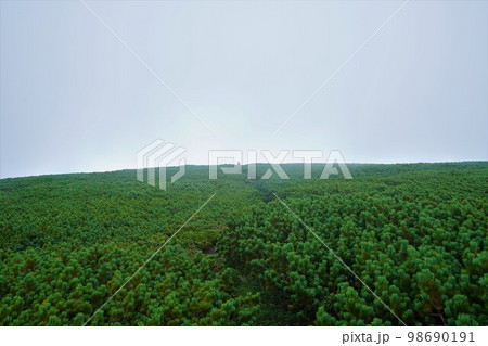 暑寒別岳山頂付近のハイマツ帯 暑寒別岳山頂付近のハイマツ帯 98690191