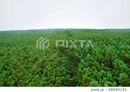 暑寒別岳山頂付近のハイマツ帯 98690193