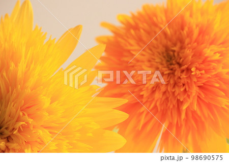 太陽の花 98690575