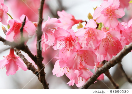 満開の桜 98690580