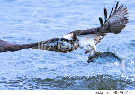 河川を飛び回り豪快に魚を捕食する猛禽類のミサゴ 98690610