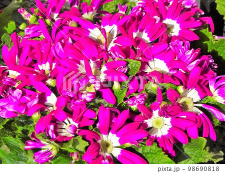 サイネリア 98690818