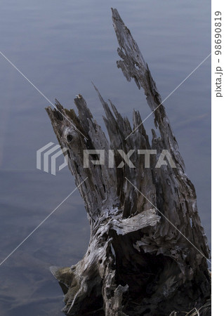 池の畔で朽ちた木 池の畔で朽ちた木 98690819
