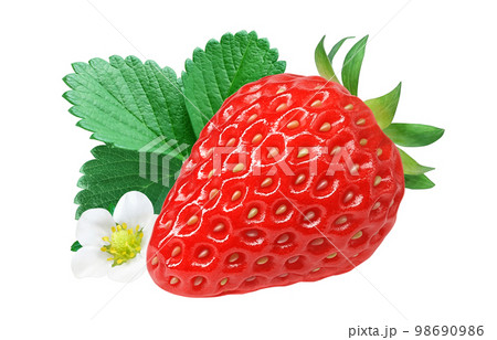 いちご 苺 イラスト リアル セット 98690986