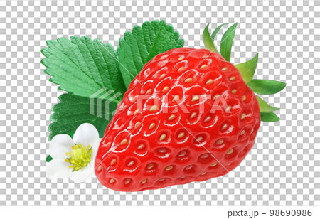 いちご 苺 イラスト リアル セット 98690986