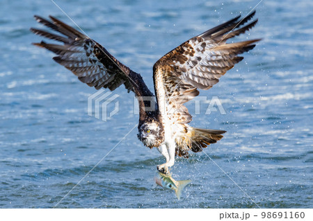 河川を飛び回り豪快に魚を捕食する猛禽類のミサゴ 98691160