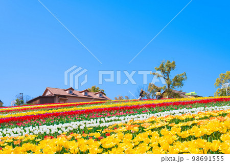 【大阪府】4月・爽やかな春、透き通った青空、満開のチューリップで賑わう緑のミュージアムハーベストの丘 98691555
