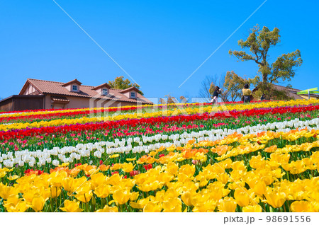 【大阪府】4月・爽やかな春、透き通った青空、満開のチューリップで賑わう緑のミュージアムハーベストの丘 98691556