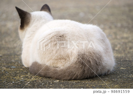 香箱座りのシャム猫の写真素材 [98691559] - PIXTA