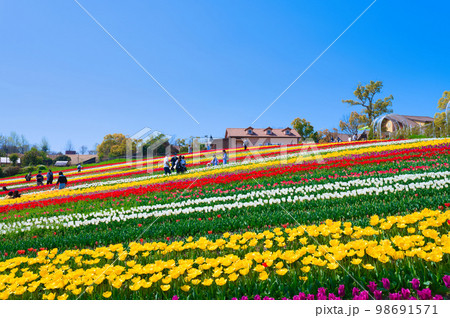 【大阪府】4月・爽やかな春、透き通った青空、満開のチューリップで賑わう緑のミュージアムハーベストの丘 98691571