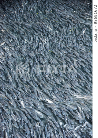 ボラの大群イメージ 98691672