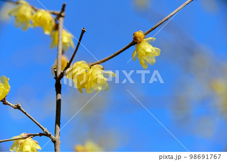 ロウバイ 98691767