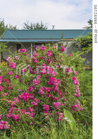 Purple rose bush blooming in the summer garden, vertical picture Purple rose bush blooming in the summer garden, vertical picture 98692190