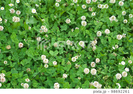 花が咲いたクローバー 98692261